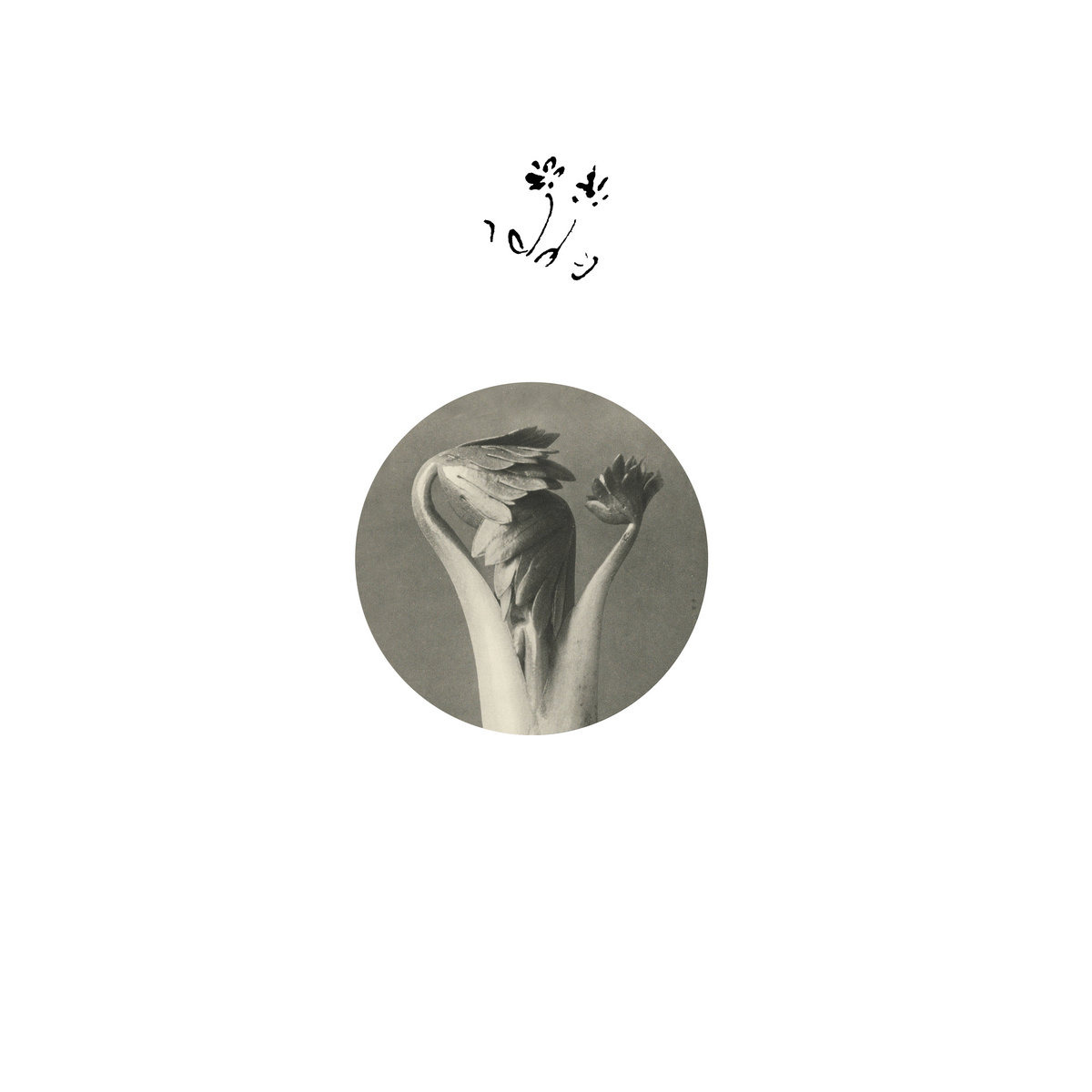 CD Shop - RETURNING SWEETNESS (EVERSINES) LONGEVITY EYEBROW