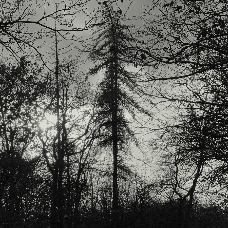 CD Shop - CURSE ALL KINGS FERAL EARTH