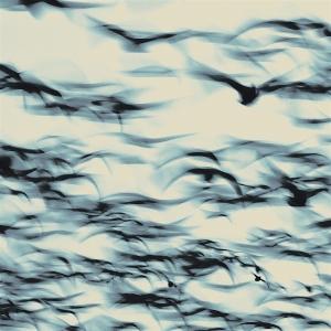 CD Shop - BELLBIRD CALL