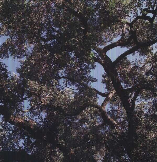 CD Shop - CHARLES MANSON TREES