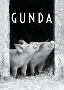 CD Shop -  GUNDA