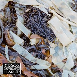 CD Shop - LULLAHUSH ITHACA