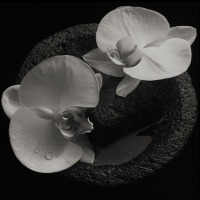 CD Shop - PATTON & VANNIER CORPSE FLOWER