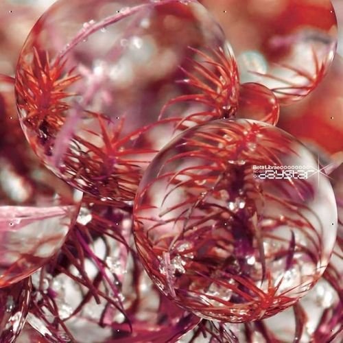 CD Shop - BETA LIBRAE DAYSTAR