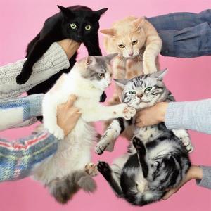 CD Shop - KINOKO TEIKOKU NEKO TO ALLERGY