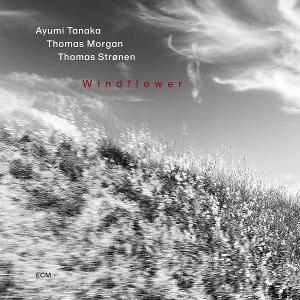 CD Shop - AYUMI TANAKA WINDFLOWER