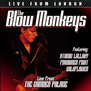CD Shop - THE BLOW MONKEYS LIVE FROM LONDON