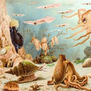 CD Shop - CHYPHO EPISODES IN OCEANOGRAP...