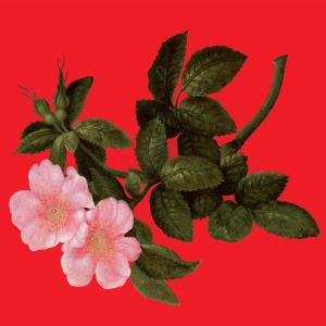 CD Shop - ALEX AUGIER LYRICAL AGE