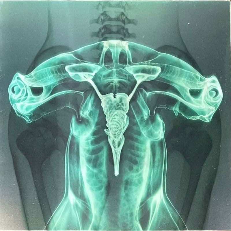 CD Shop - EARTHEATER,SHYGIRL 7-SHARK BRAIN / DOLPHIN