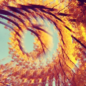 CD Shop - A HAWK AND A HACKSAW FOREST BATHING