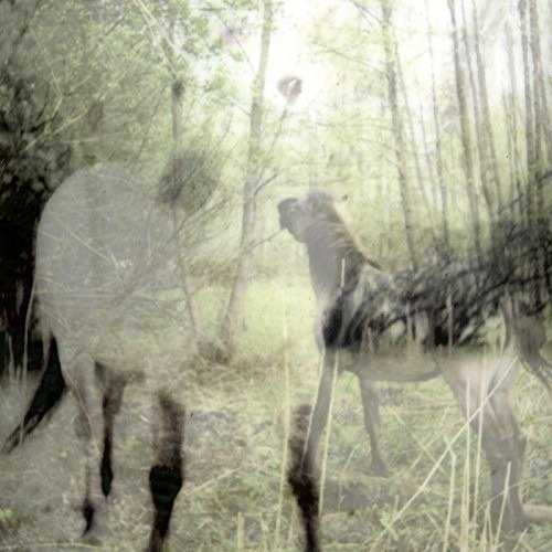 CD Shop - BART DE PAEPE PAGUS WASIAE -DOWNLOAD-