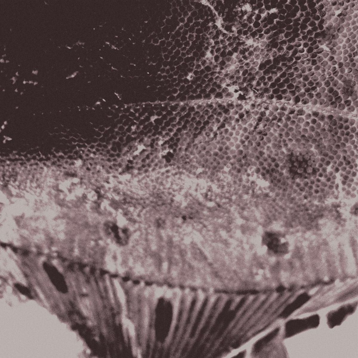 CD Shop - MARK IJZERMAN FLOUNDER MAPS