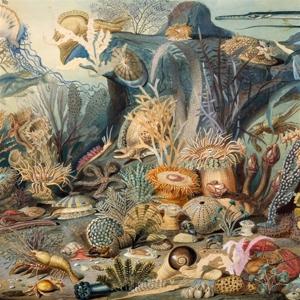 CD Shop - CHYPHO EPISODES IN OCEANOGRAP...