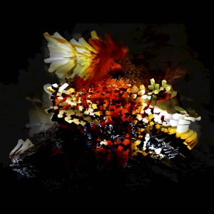 CD Shop - BOGUS ORDER BULLNOSE STE