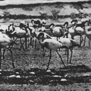 CD Shop - KELLARISSA FLAMINGO