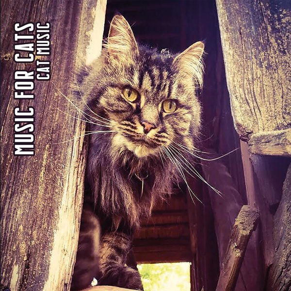 CD Shop - MUSIC FOR CATS CAT MUSIC