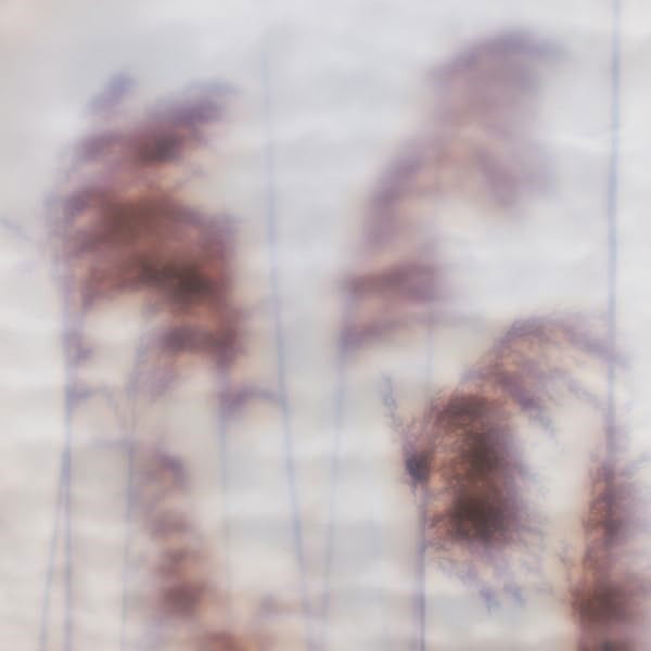 CD Shop - OVID DREAM SEQUENCE