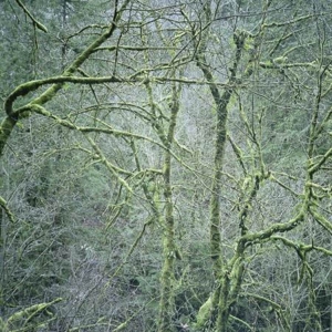 CD Shop - SIX ORGANS OF ADMITTANCE DUST & CHIMES
