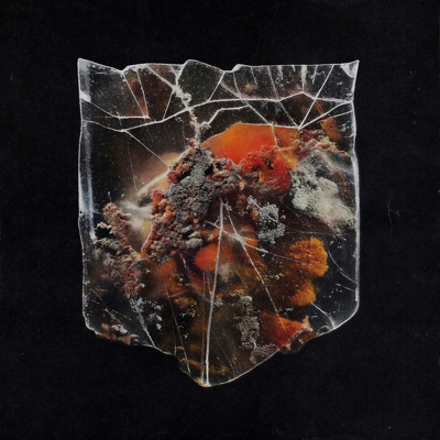CD Shop - SHIELDS DEATH & CONNECTION