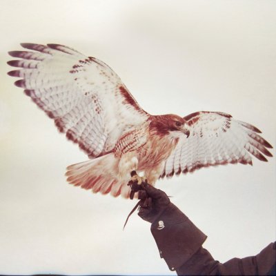 CD Shop - JM AIRIS WILD BIRDS