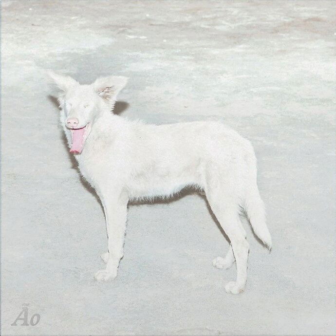 CD Shop - AO MALANDRA