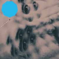 CD Shop - LUCAS PINO ANSWER IS NO