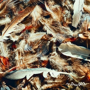 CD Shop - MOODIE BLACK NAUSEA