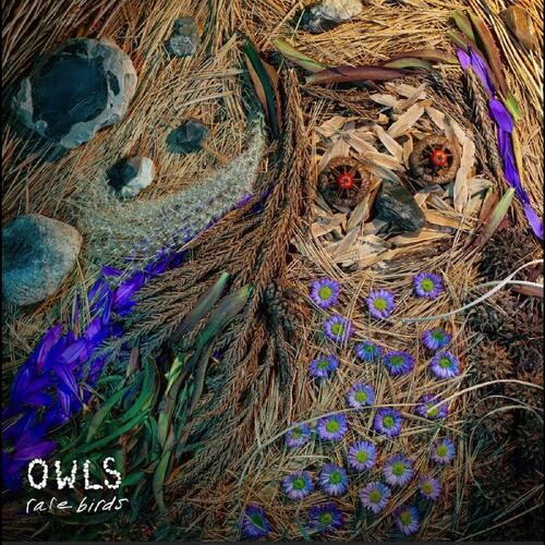 CD Shop - OWLS RARE BIRDS
