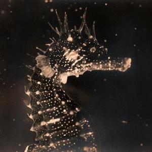 CD Shop - TENDER ENDER BLACK SWAN