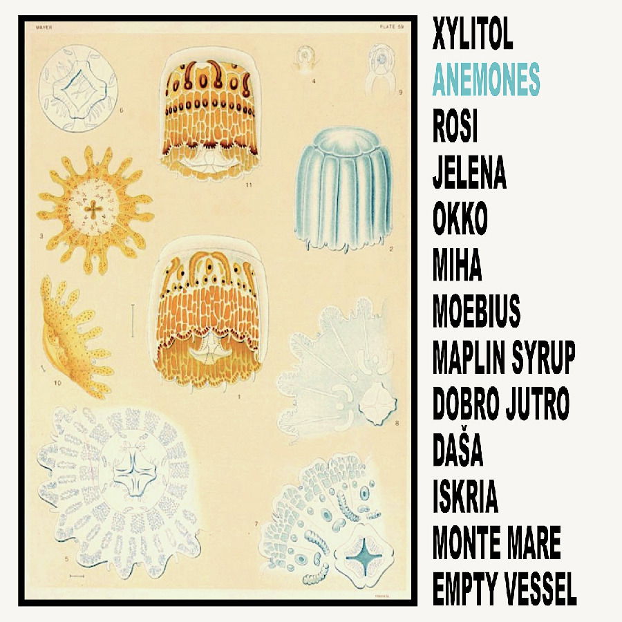 CD Shop - XYLITOL ANEMONES