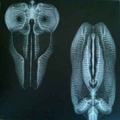 CD Shop - SKULL DEFEKTS DANCES IN DREAMS OF THE