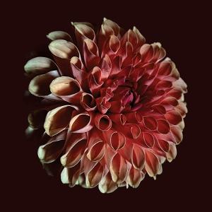 CD Shop - JESSICA MOSS UNFOLDING
