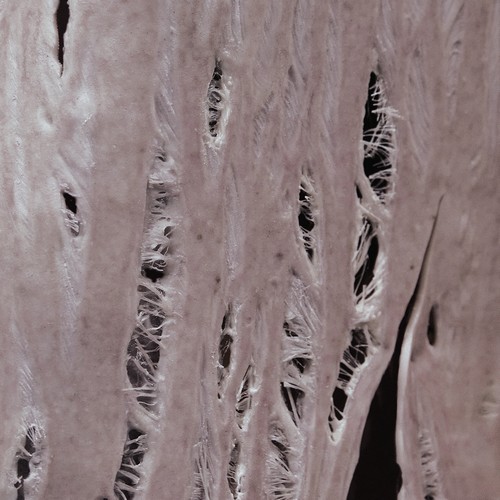 CD Shop - COBRAH TORN