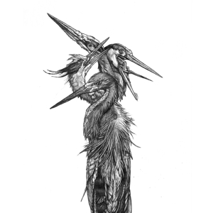 CD Shop - GRAND BLUE HERON HATCH