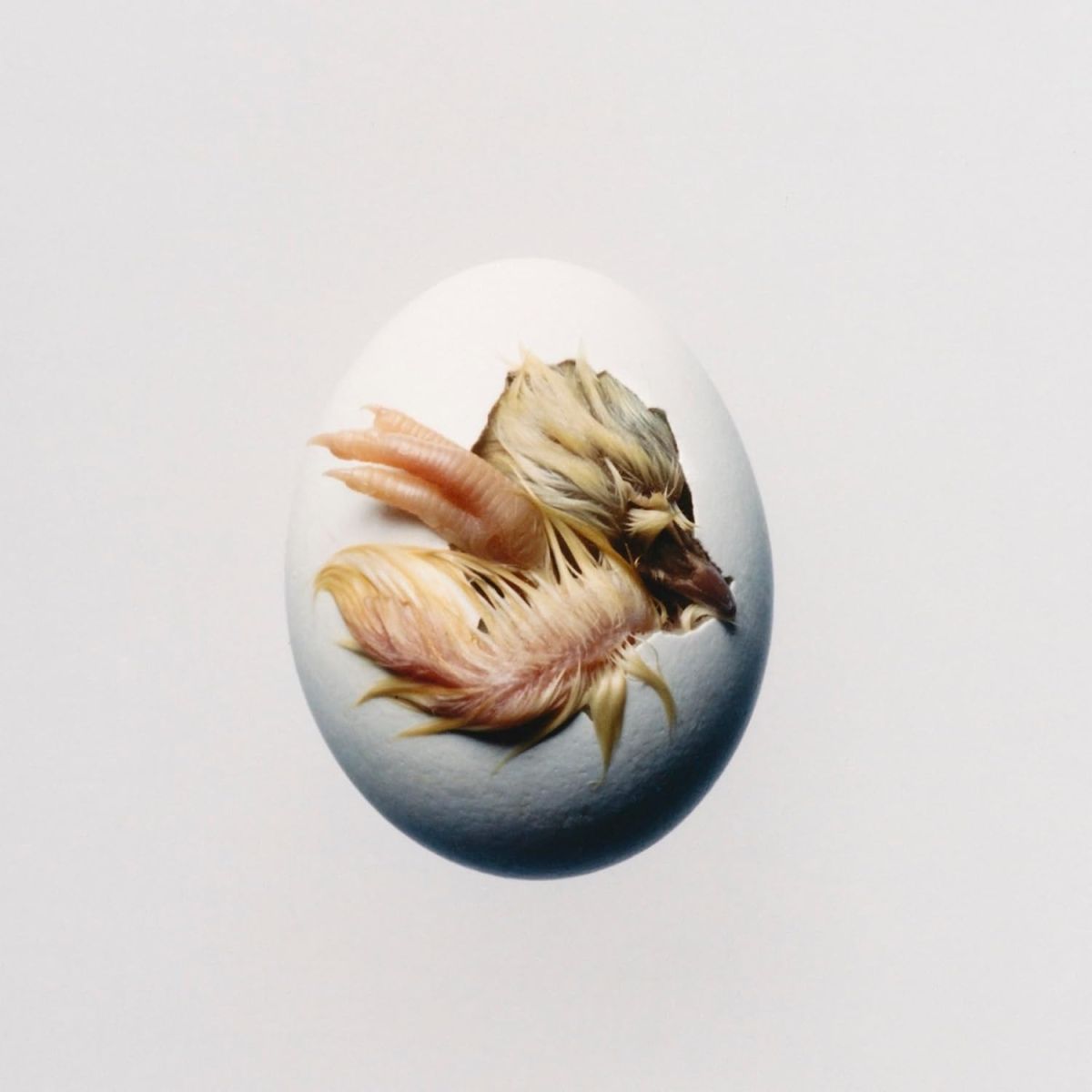 CD Shop - SHYGIRL SWALLOW!