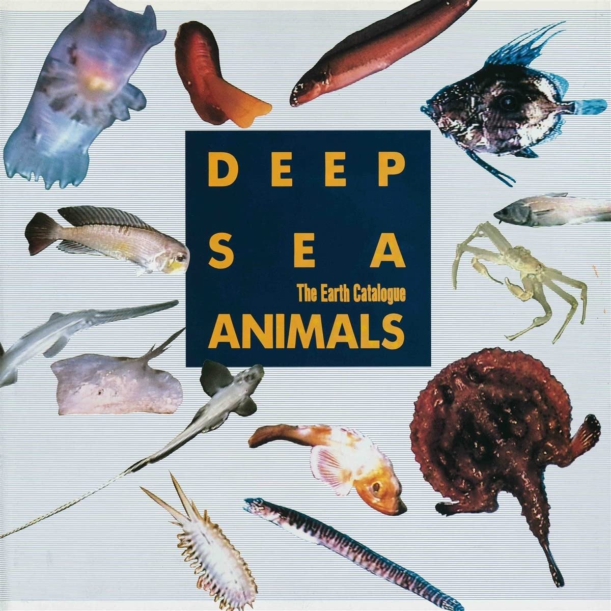 CD Shop - VARIOUS ARTISTS DEEP SEA ANIMALS